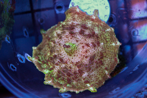wholesale_coral - saltwater_fish saltwater_coral - rare corals - coralsdepot - Corals_Depot - live_corals - eye - catching - coral quality_marine_fish - quality - marine discoun