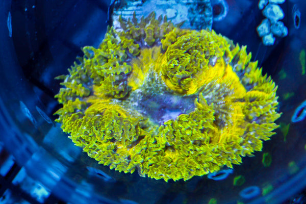 wholesale_coral - saltwater_fish saltwater_coral - rare corals - coralsdepot - Corals_Depot - live_corals - eye - catching - coral quality_marine_fish - quality - marine discoun