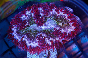 wholesale_coral - saltwater_fish saltwater_coral - rare corals - coralsdepot - Corals_Depot - live_corals - eye - catching - coral quality_marine_fish - quality - marine discoun
