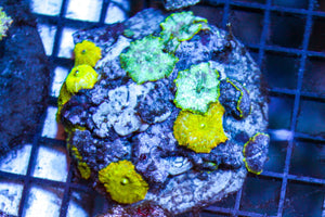 wholesale_coral - saltwater_fish saltwater_coral - rare corals - coralsdepot - Corals_Depot - live_corals - eye - catching - coral quality_marine_fish - quality - marine discoun