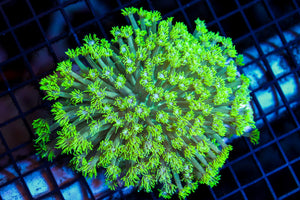 wholesale_coral - saltwater_fish saltwater_coral - rare corals - coralsdepot - Corals_Depot - live_corals - eye - catching - coral quality_marine_fish - quality - marine discoun