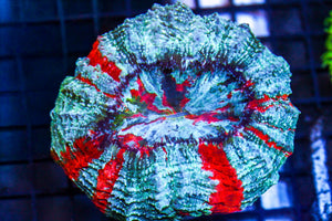 wholesale_coral - saltwater_fish saltwater_coral - rare corals - coralsdepot - Corals_Depot - live_corals - eye - catching - coral quality_marine_fish - quality - marine discoun