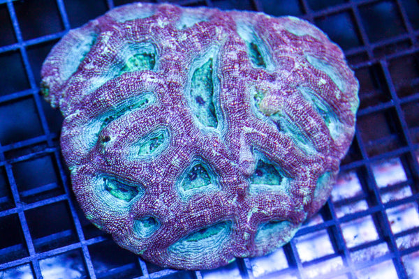 wholesale_coral - saltwater_fish saltwater_coral - rare corals - coralsdepot - Corals_Depot - live_corals - eye - catching - coral quality_marine_fish - quality - marine discoun
