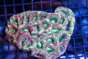 wholesale_coral - saltwater_fish saltwater_coral - rare corals - coralsdepot - Corals_Depot - live_corals - eye - catching - coral quality_marine_fish - quality - marine discoun