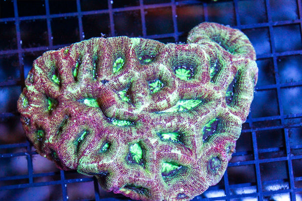 wholesale_coral - saltwater_fish saltwater_coral - rare corals - coralsdepot - Corals_Depot - live_corals - eye - catching - coral quality_marine_fish - quality - marine discoun