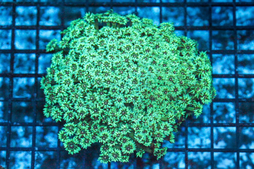wholesale_coral - saltwater_fish saltwater_coral - rare corals - coralsdepot - Corals_Depot - live_corals - eye - catching - coral quality_marine_fish - quality - marine discoun