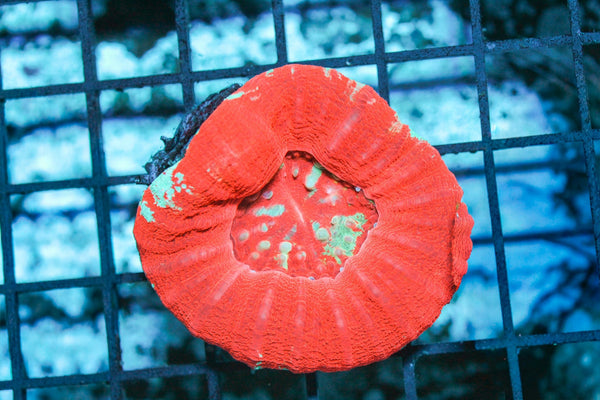 wholesale_coral - saltwater_fish saltwater_coral - rare corals - coralsdepot - Corals_Depot - live_corals - eye - catching - coral quality_marine_fish - quality - marine discoun