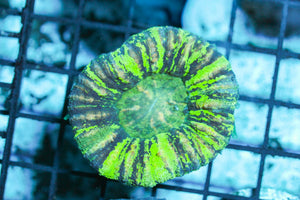 wholesale_coral - saltwater_fish saltwater_coral - rare corals - coralsdepot - Corals_Depot - live_corals - eye - catching - coral quality_marine_fish - quality - marine discoun