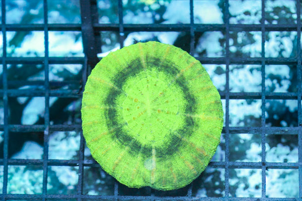 wholesale_coral - saltwater_fish saltwater_coral - rare corals - coralsdepot - Corals_Depot - live_corals - eye - catching - coral quality_marine_fish - quality - marine discoun