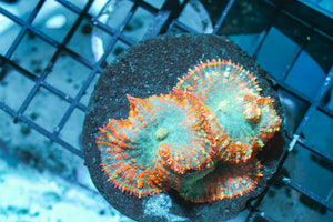wholesale_coral - saltwater_fish saltwater_coral - rare corals - coralsdepot - Corals_Depot - live_corals - eye - catching - coral quality_marine_fish - quality - marine discoun