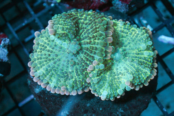 wholesale_coral - saltwater_fish saltwater_coral - rare corals - coralsdepot - Corals_Depot - live_corals - eye - catching - coral quality_marine_fish - quality - marine discoun