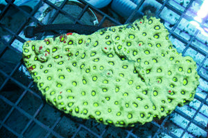 wholesale_coral - saltwater_fish saltwater_coral - rare corals - coralsdepot - Corals_Depot - live_corals - eye - catching - coral quality_marine_fish - quality - marine discoun