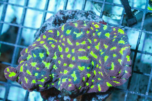 wholesale_coral - saltwater_fish saltwater_coral - rare corals - coralsdepot - Corals_Depot - live_corals - eye - catching - coral quality_marine_fish - quality - marine discoun