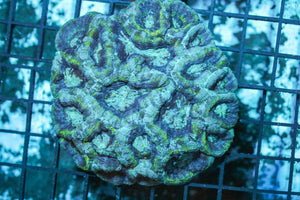 wholesale_coral - saltwater_fish saltwater_coral - rare corals - coralsdepot - Corals_Depot - live_corals - eye - catching - coral quality_marine_fish - quality - marine discoun