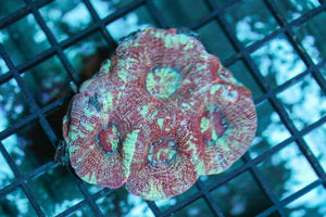 wholesale_coral - saltwater_fish saltwater_coral - rare corals - coralsdepot - Corals_Depot - live_corals - eye - catching - coral quality_marine_fish - quality - marine discoun