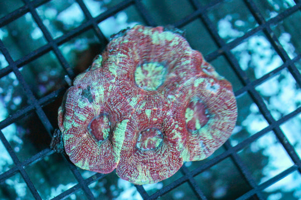 wholesale_coral - saltwater_fish saltwater_coral - rare corals - coralsdepot - Corals_Depot - live_corals - eye - catching - coral quality_marine_fish - quality - marine discoun