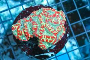 wholesale_coral - saltwater_fish saltwater_coral - rare corals - coralsdepot - Corals_Depot - live_corals - eye - catching - coral quality_marine_fish - quality - marine discoun