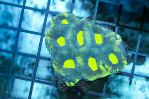 wholesale_coral - saltwater_fish saltwater_coral - rare corals - coralsdepot - Corals_Depot - live_corals - eye - catching - coral quality_marine_fish - quality - marine discoun