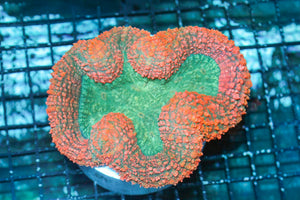 wholesale_coral - saltwater_fish saltwater_coral - rare corals - coralsdepot - Corals_Depot - live_corals - eye - catching - coral quality_marine_fish - quality - marine discoun