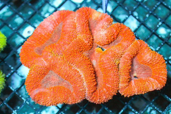 wholesale_coral - saltwater_fish saltwater_coral - rare corals - coralsdepot - Corals_Depot - live_corals - eye - catching - coral quality_marine_fish - quality - marine discoun