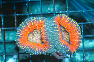 wholesale_coral - saltwater_fish saltwater_coral - rare corals - coralsdepot - Corals_Depot - live_corals - eye - catching - coral quality_marine_fish - quality - marine discoun
