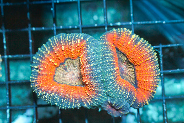 wholesale_coral - saltwater_fish saltwater_coral - rare corals - coralsdepot - Corals_Depot - live_corals - eye - catching - coral quality_marine_fish - quality - marine discoun
