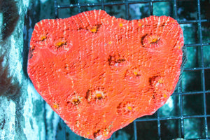 wholesale_coral - saltwater_fish saltwater_coral - rare corals - coralsdepot - Corals_Depot - live_corals - eye - catching - coral quality_marine_fish - quality - marine discoun