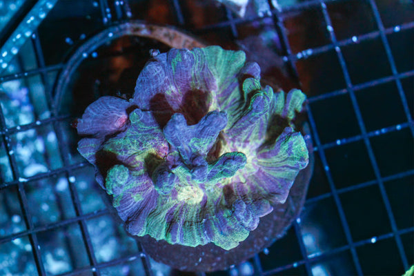 wholesale_coral - saltwater_fish saltwater_coral - rare corals - coralsdepot - Corals_Depot - live_corals - eye - catching - coral quality_marine_fish - quality - marine discoun