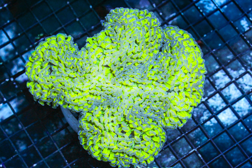 wholesale_coral - saltwater_fish saltwater_coral - rare corals - coralsdepot - Corals_Depot - live_corals - eye - catching - coral quality_marine_fish - quality - marine discoun
