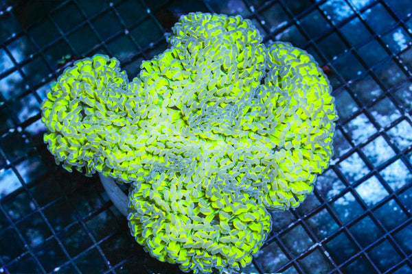 wholesale_coral - saltwater_fish saltwater_coral - rare corals - coralsdepot - Corals_Depot - live_corals - eye - catching - coral quality_marine_fish - quality - marine discoun