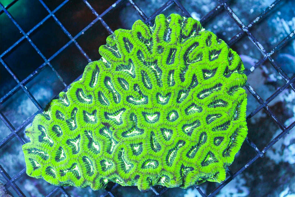 wholesale_coral - saltwater_fish saltwater_coral - rare corals - coralsdepot - Corals_Depot - live_corals - eye - catching - coral quality_marine_fish - quality - marine discoun