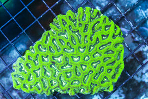 wholesale_coral - saltwater_fish saltwater_coral - rare corals - coralsdepot - Corals_Depot - live_corals - eye - catching - coral quality_marine_fish - quality - marine discoun