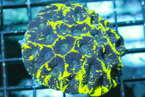 wholesale_coral - saltwater_fish saltwater_coral - rare corals - coralsdepot - Corals_Depot - live_corals - eye - catching - coral quality_marine_fish - quality - marine discoun