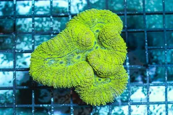 wholesale_coral - saltwater_fish saltwater_coral - rare corals - coralsdepot - Corals_Depot - live_corals - eye - catching - coral quality_marine_fish - quality - marine discoun