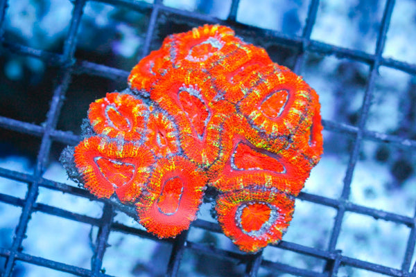 wholesale_coral - saltwater_fish saltwater_coral - rare corals - coralsdepot - Corals_Depot - live_corals - eye - catching - coral quality_marine_fish - quality - marine discoun