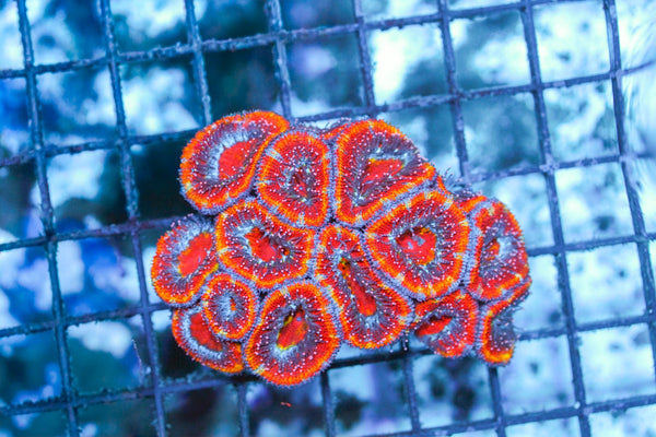 wholesale_coral - saltwater_fish saltwater_coral - rare corals - coralsdepot - Corals_Depot - live_corals - eye - catching - coral quality_marine_fish - quality - marine discoun