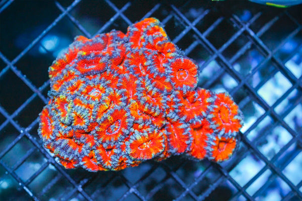 wholesale_coral - saltwater_fish saltwater_coral - rare corals - coralsdepot - Corals_Depot - live_corals - eye - catching - coral quality_marine_fish - quality - marine discoun