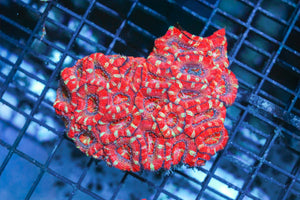 wholesale_coral - saltwater_fish saltwater_coral - rare corals - coralsdepot - Corals_Depot - live_corals - eye - catching - coral quality_marine_fish - quality - marine discoun
