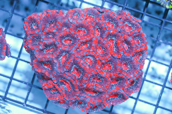 wholesale_coral - saltwater_fish saltwater_coral - rare corals - coralsdepot - Corals_Depot - live_corals - eye - catching - coral quality_marine_fish - quality - marine discoun