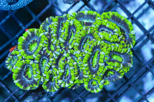 wholesale_coral - saltwater_fish saltwater_coral - rare corals - coralsdepot - Corals_Depot - live_corals - eye - catching - coral quality_marine_fish - quality - marine discoun