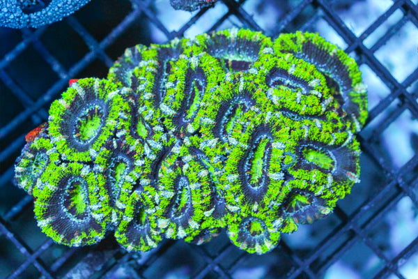 wholesale_coral - saltwater_fish saltwater_coral - rare corals - coralsdepot - Corals_Depot - live_corals - eye - catching - coral quality_marine_fish - quality - marine discoun