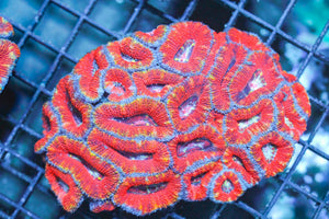 wholesale_coral - saltwater_fish saltwater_coral - rare corals - coralsdepot - Corals_Depot - live_corals - eye - catching - coral quality_marine_fish - quality - marine discoun