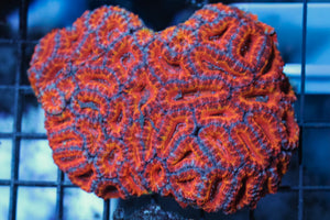wholesale_coral - saltwater_fish saltwater_coral - rare corals - coralsdepot - Corals_Depot - live_corals - eye - catching - coral quality_marine_fish - quality - marine discoun