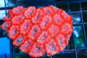 wholesale_coral - saltwater_fish saltwater_coral - rare corals - coralsdepot - Corals_Depot - live_corals - eye - catching - coral quality_marine_fish - quality - marine discoun