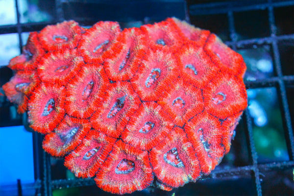 wholesale_coral - saltwater_fish saltwater_coral - rare corals - coralsdepot - Corals_Depot - live_corals - eye - catching - coral quality_marine_fish - quality - marine discoun