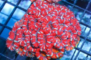 wholesale_coral - saltwater_fish saltwater_coral - rare corals - coralsdepot - Corals_Depot - live_corals - eye - catching - coral quality_marine_fish - quality - marine discoun