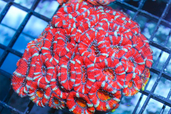 wholesale_coral - saltwater_fish saltwater_coral - rare corals - coralsdepot - Corals_Depot - live_corals - eye - catching - coral quality_marine_fish - quality - marine discoun