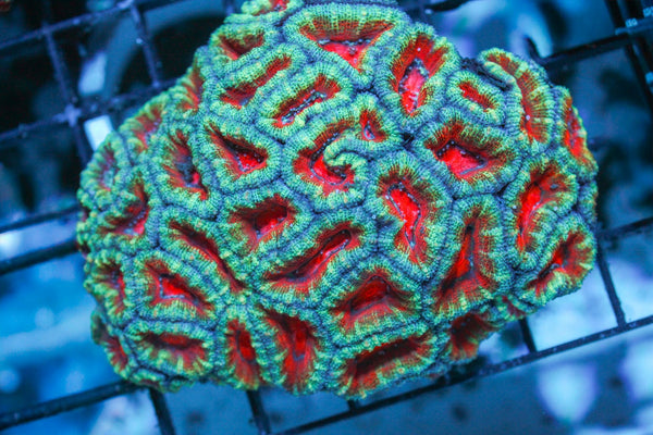 wholesale_coral - saltwater_fish saltwater_coral - rare corals - coralsdepot - Corals_Depot - live_corals - eye - catching - coral quality_marine_fish - quality - marine discoun
