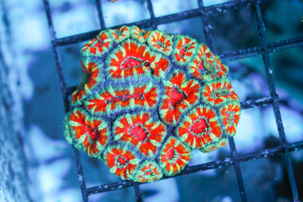 wholesale_coral - saltwater_fish saltwater_coral - rare corals - coralsdepot - Corals_Depot - live_corals - eye - catching - coral quality_marine_fish - quality - marine discoun