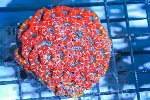 wholesale_coral - saltwater_fish saltwater_coral - rare corals - coralsdepot - Corals_Depot - live_corals - eye - catching - coral quality_marine_fish - quality - marine discoun